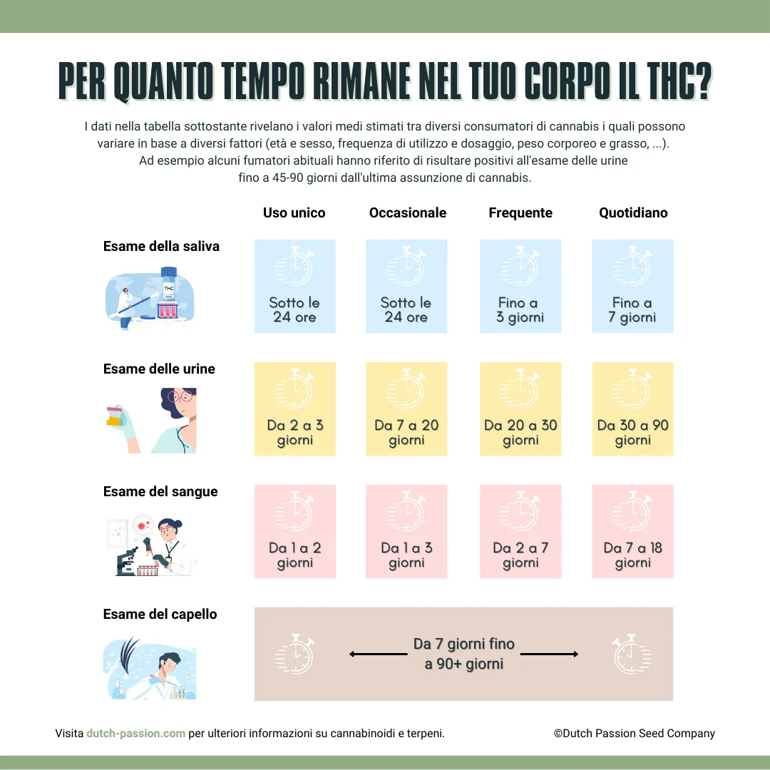 Per quanto tempo rimane realmente nel vostro sistema il THC? 